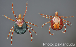 Amblyomma Variegatum Female Male